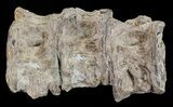 Three Fused Xiphactinus Vertebra - Kansas #60671-3